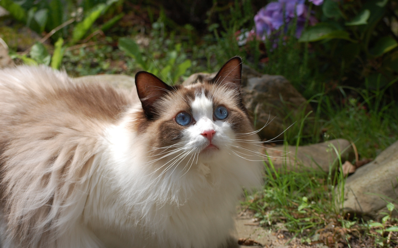 Голубоглазая кошка рэгдолл