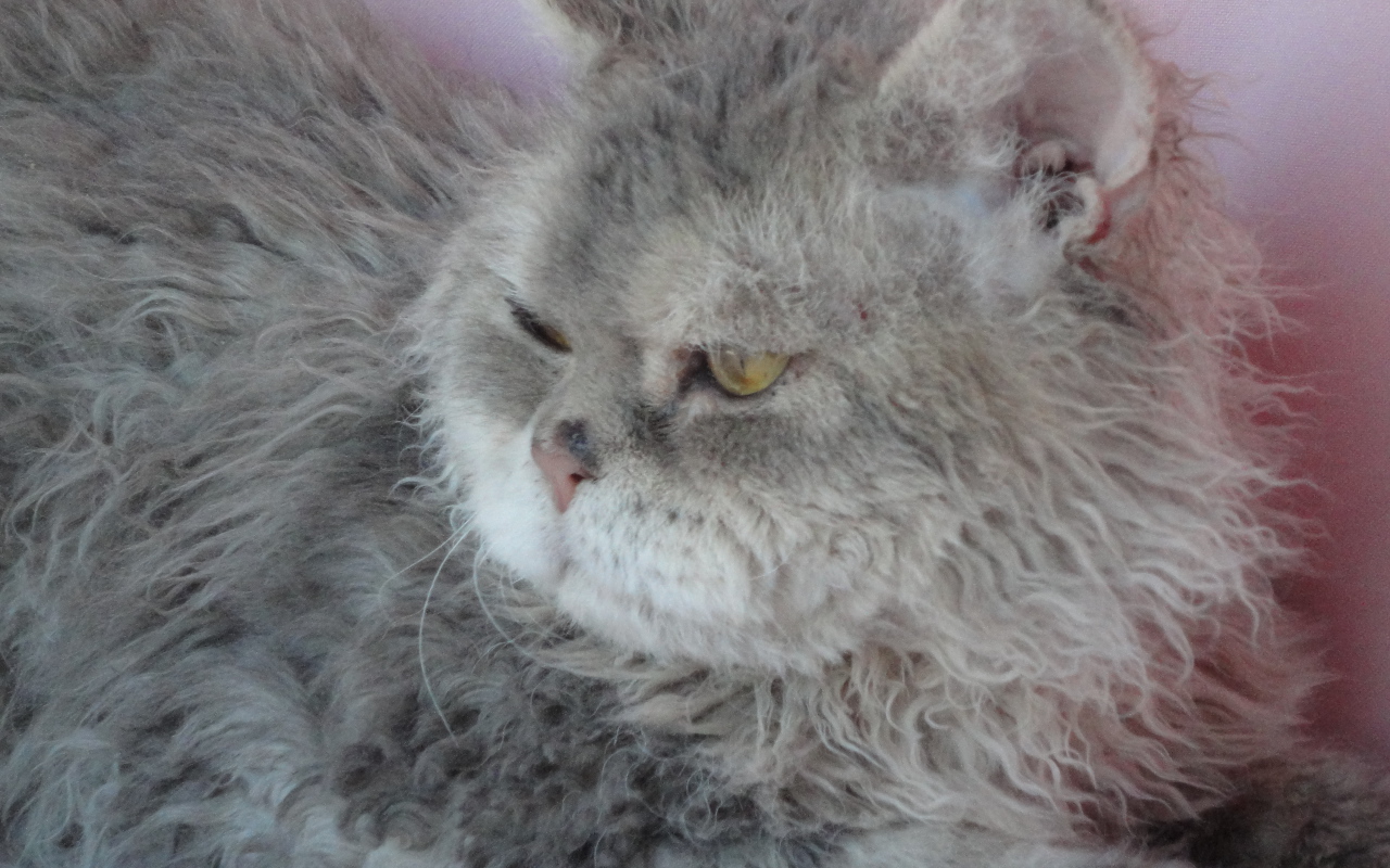 Старый кот селкирк рекс