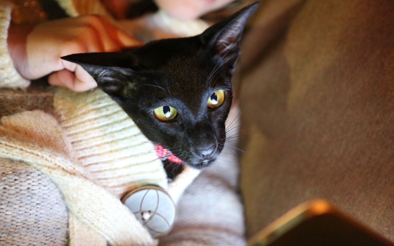 Ориентальная короткошерстная кошка в свитере