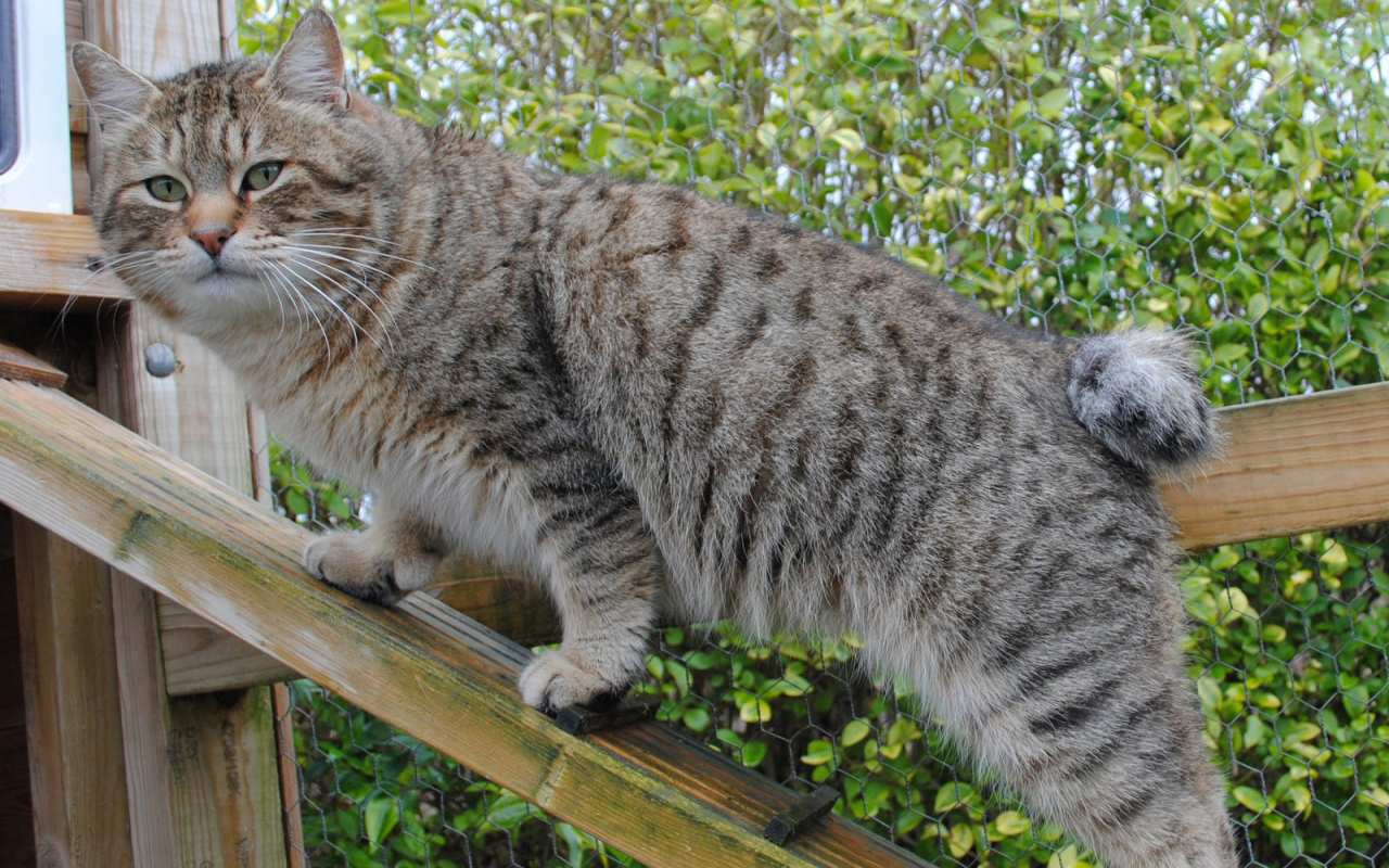 Пиксибоб на природе