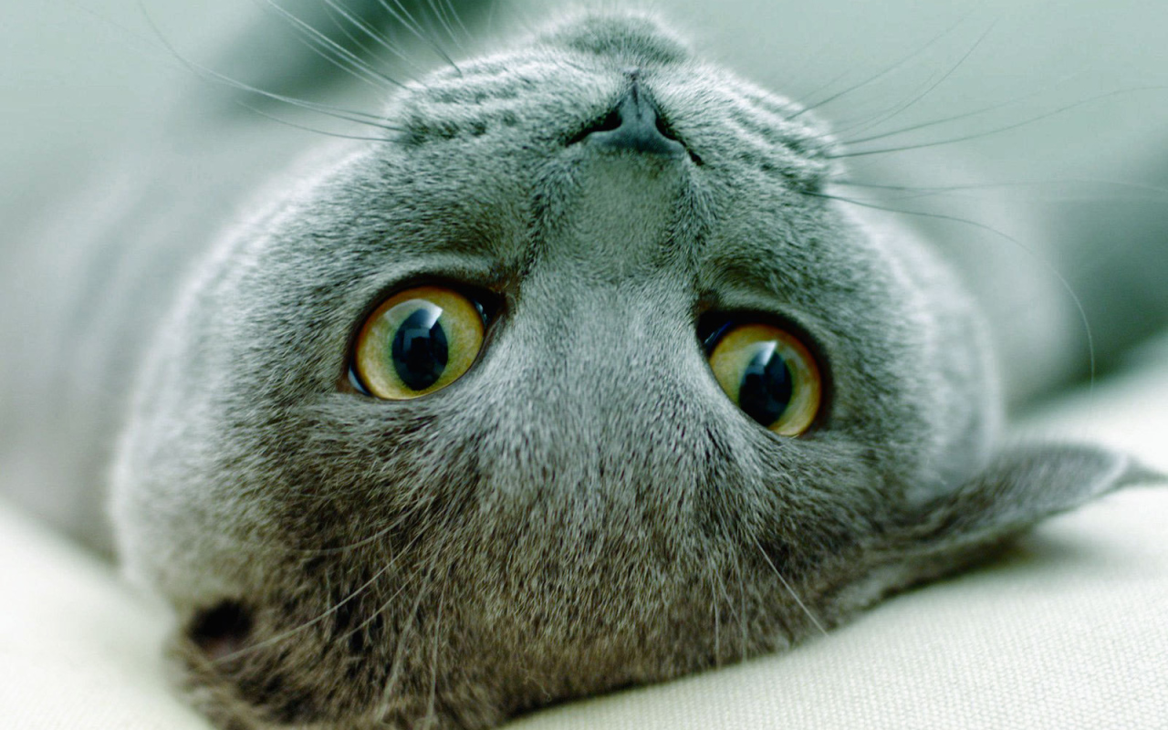 Игривая русская голубая кошка