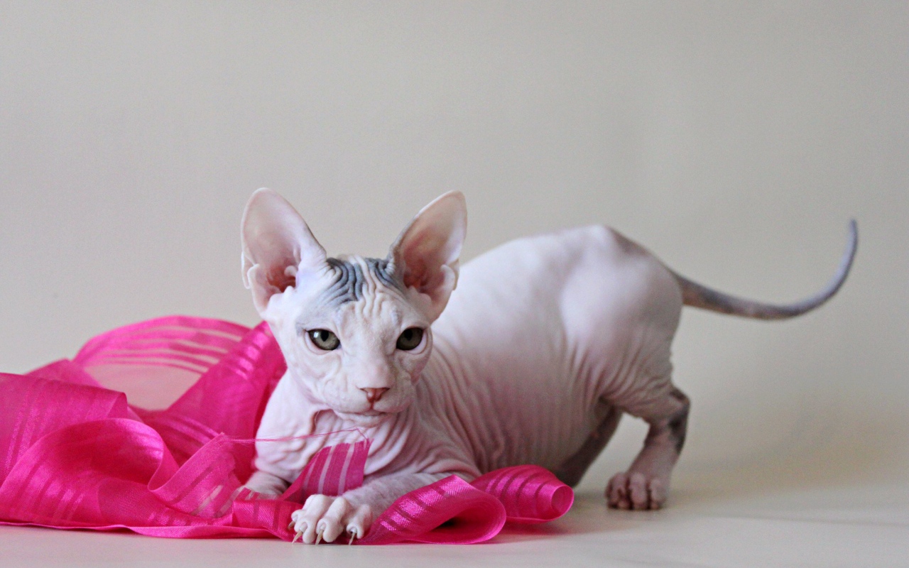 Игривый кот петерболд