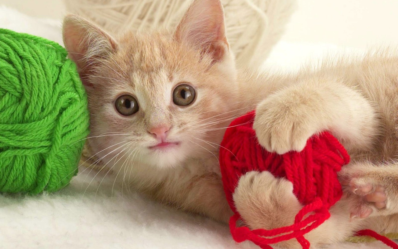 Игривый котенок