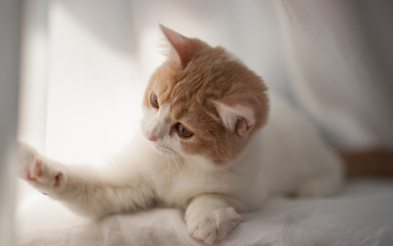 Игривый котенок