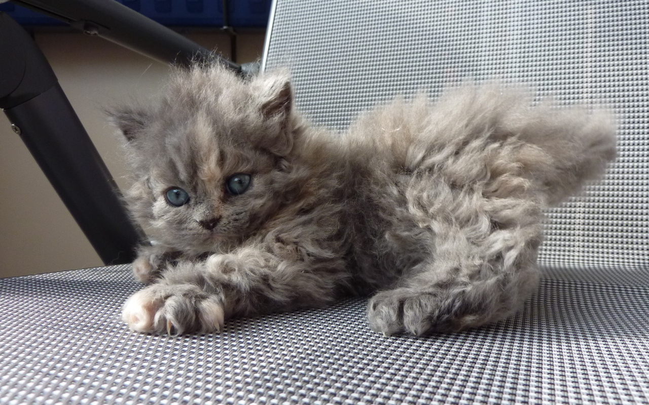 Игривый котенок селкирк рекс