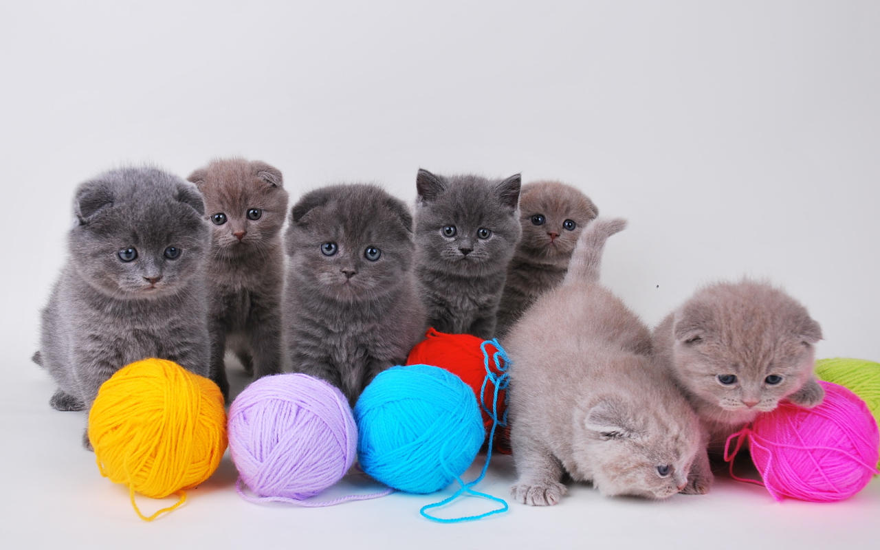 Игривые котята шотландской кошки