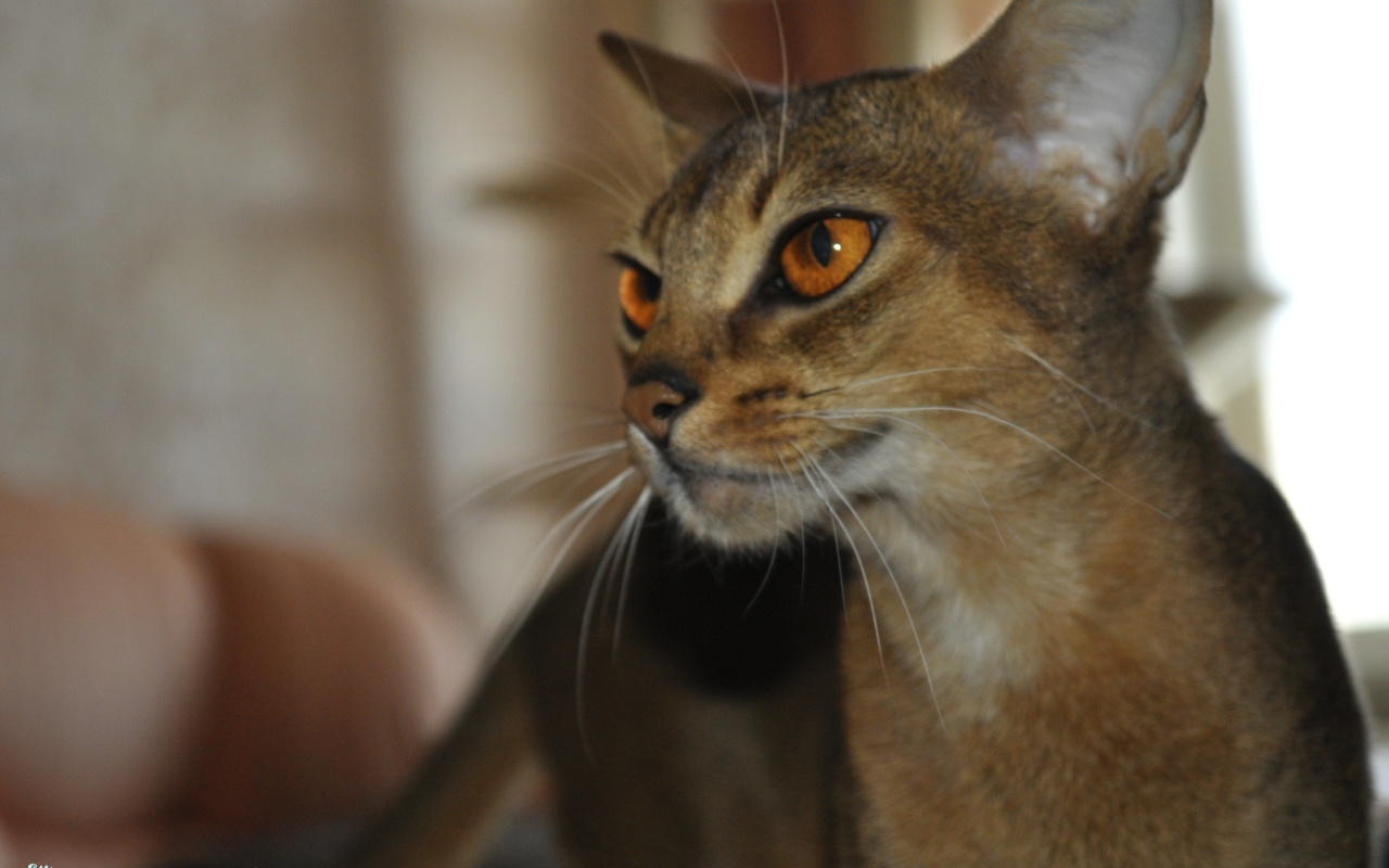 Гордая абиссинская кошка