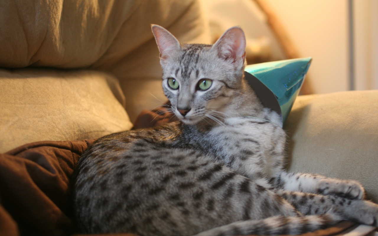 Гордая египетская мау