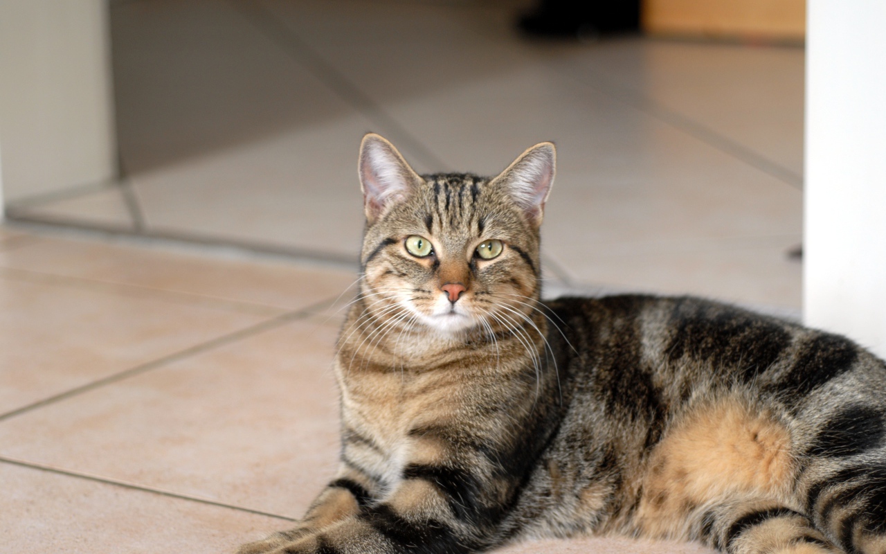 Гордая европейская короткошерстная кошка