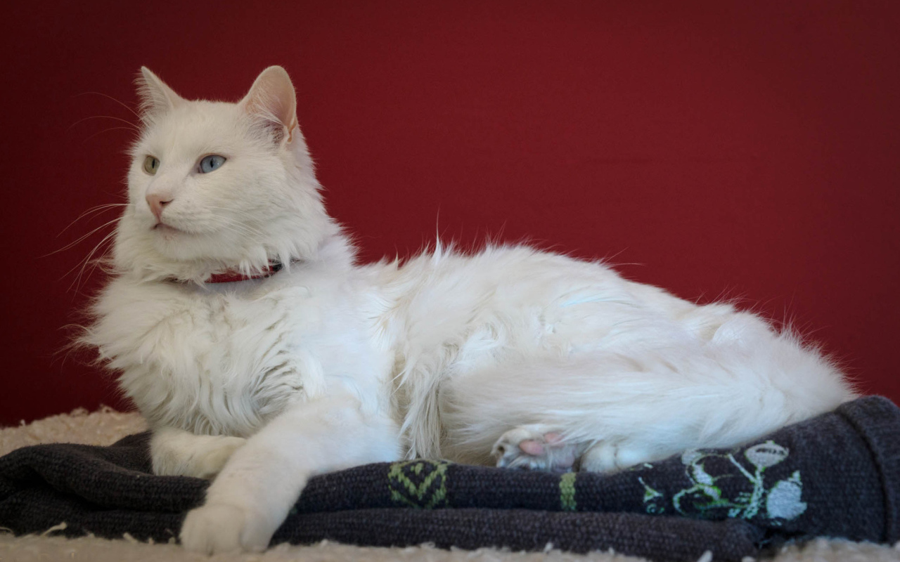 Гордый кот турецкая ангора
