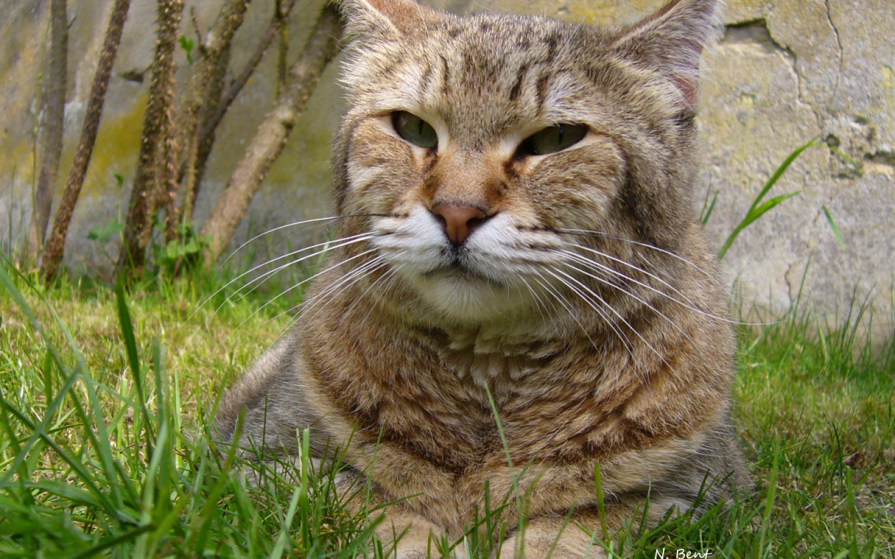 Гордый кот пиксибоб