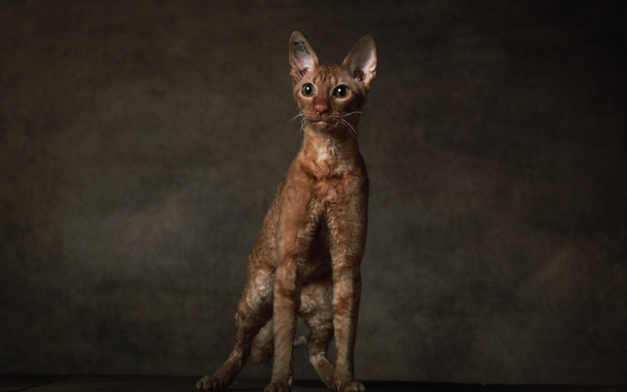 Породистый корниш рекс