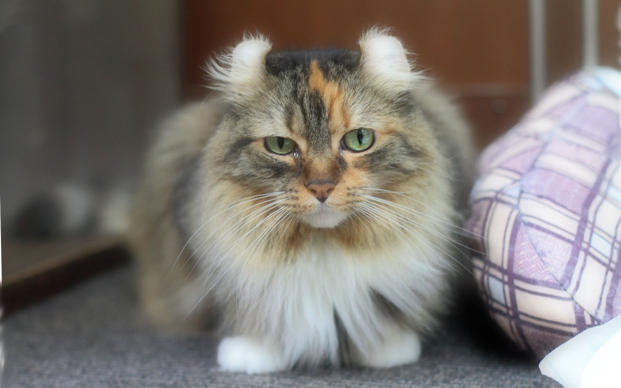 Породистый кот американский керл