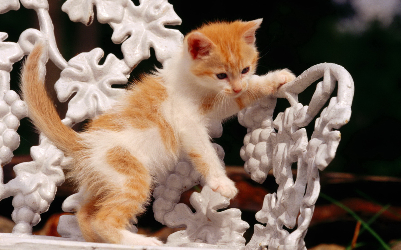 Рыжий котенок на белой скамейке