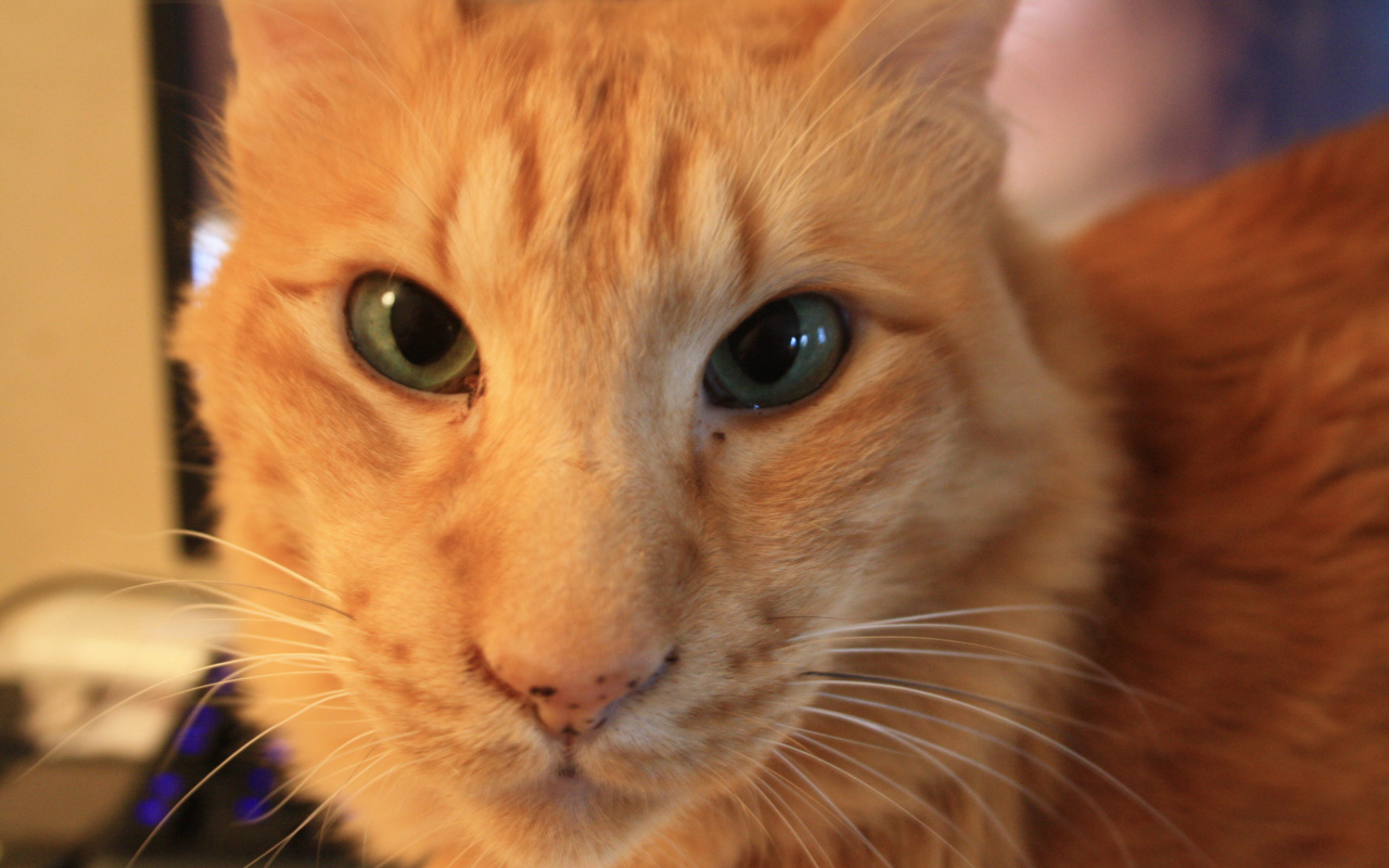 Рыжий ориентальный длинношерстный кот