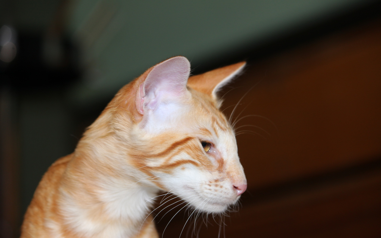 Рыжая мордочка ориентальной длинношерстной кошки