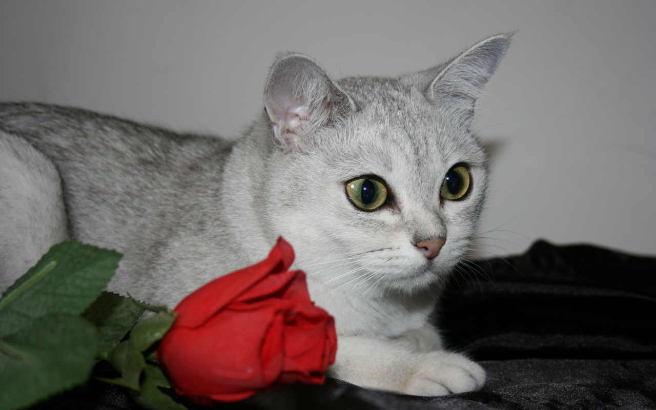 Роза и бурмилла