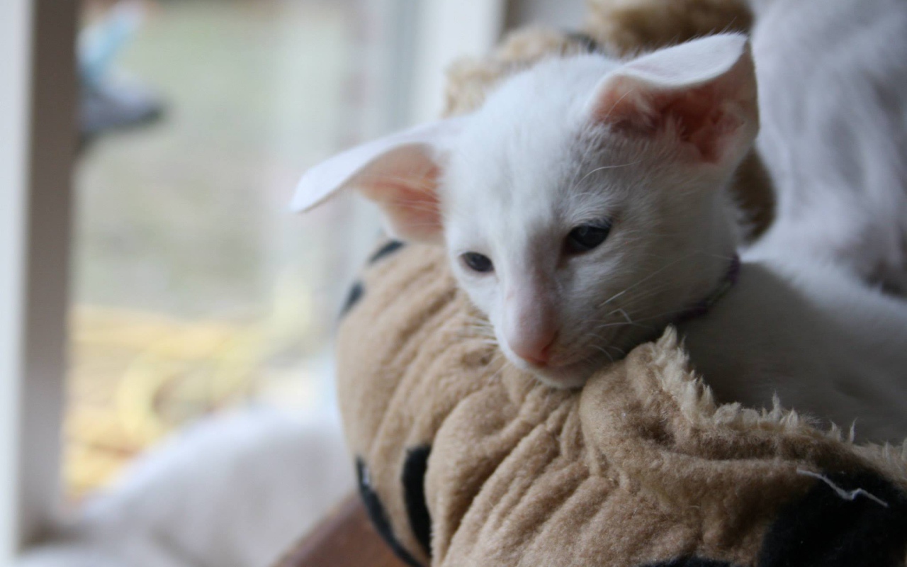 Грустный форин вайт