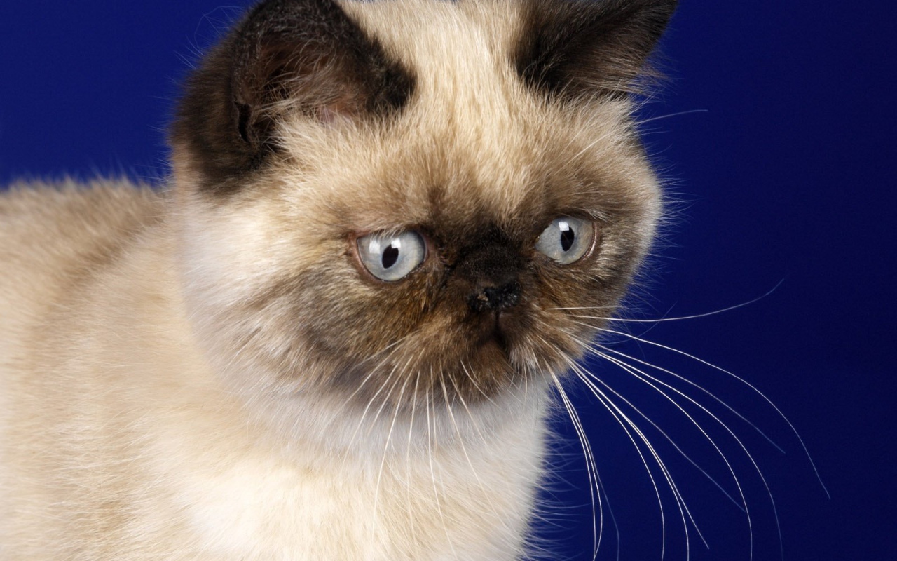 Грустная гималайская кошка