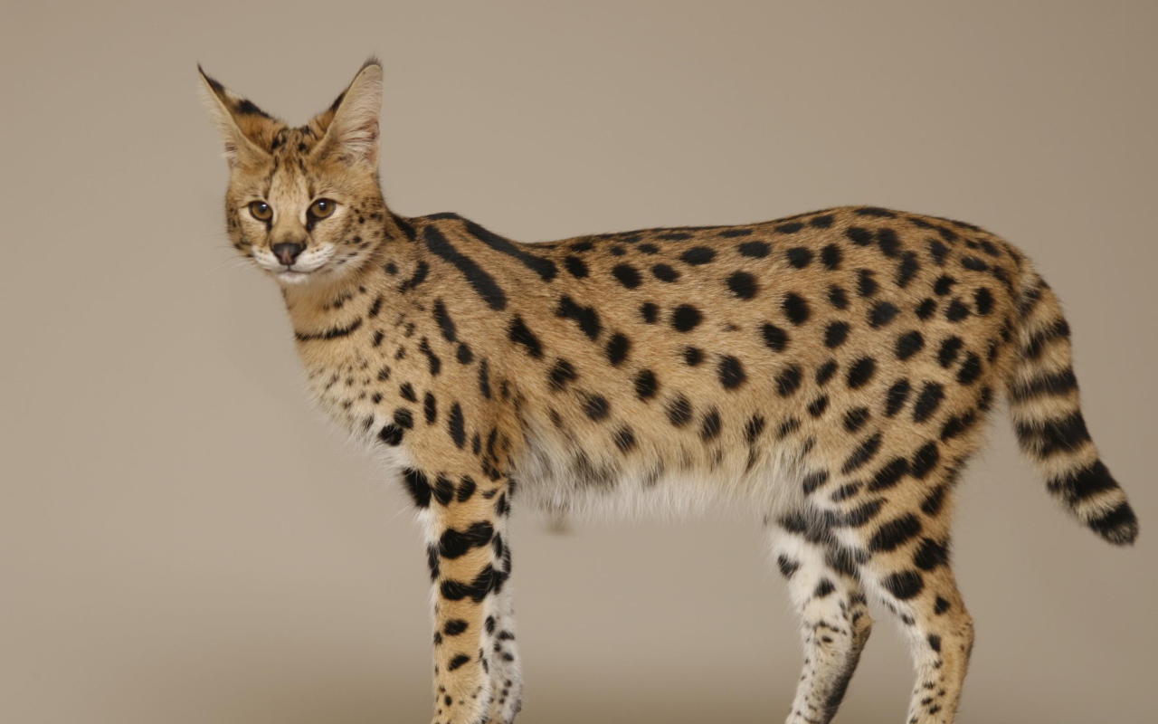 Кошка породы саванна