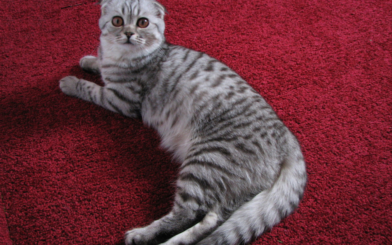Шотландская кошка на ковре
