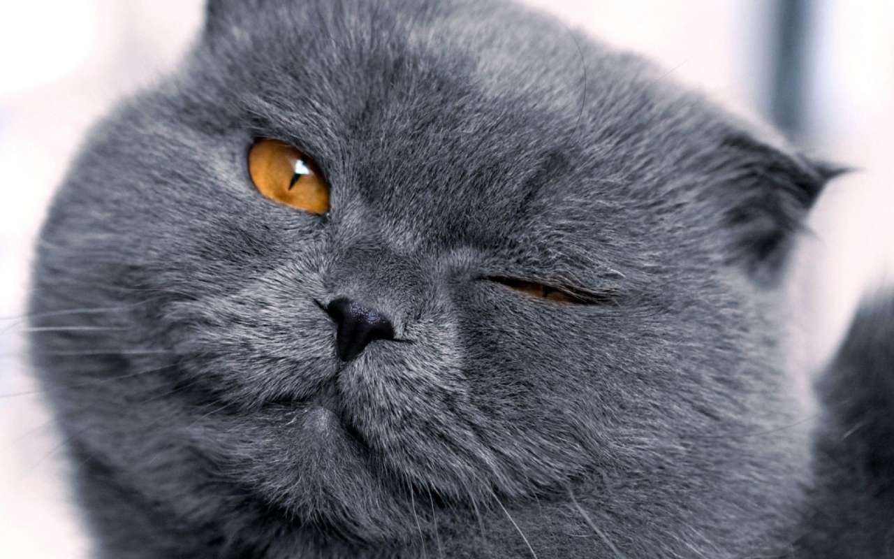 Шотландская кошка подмигивает