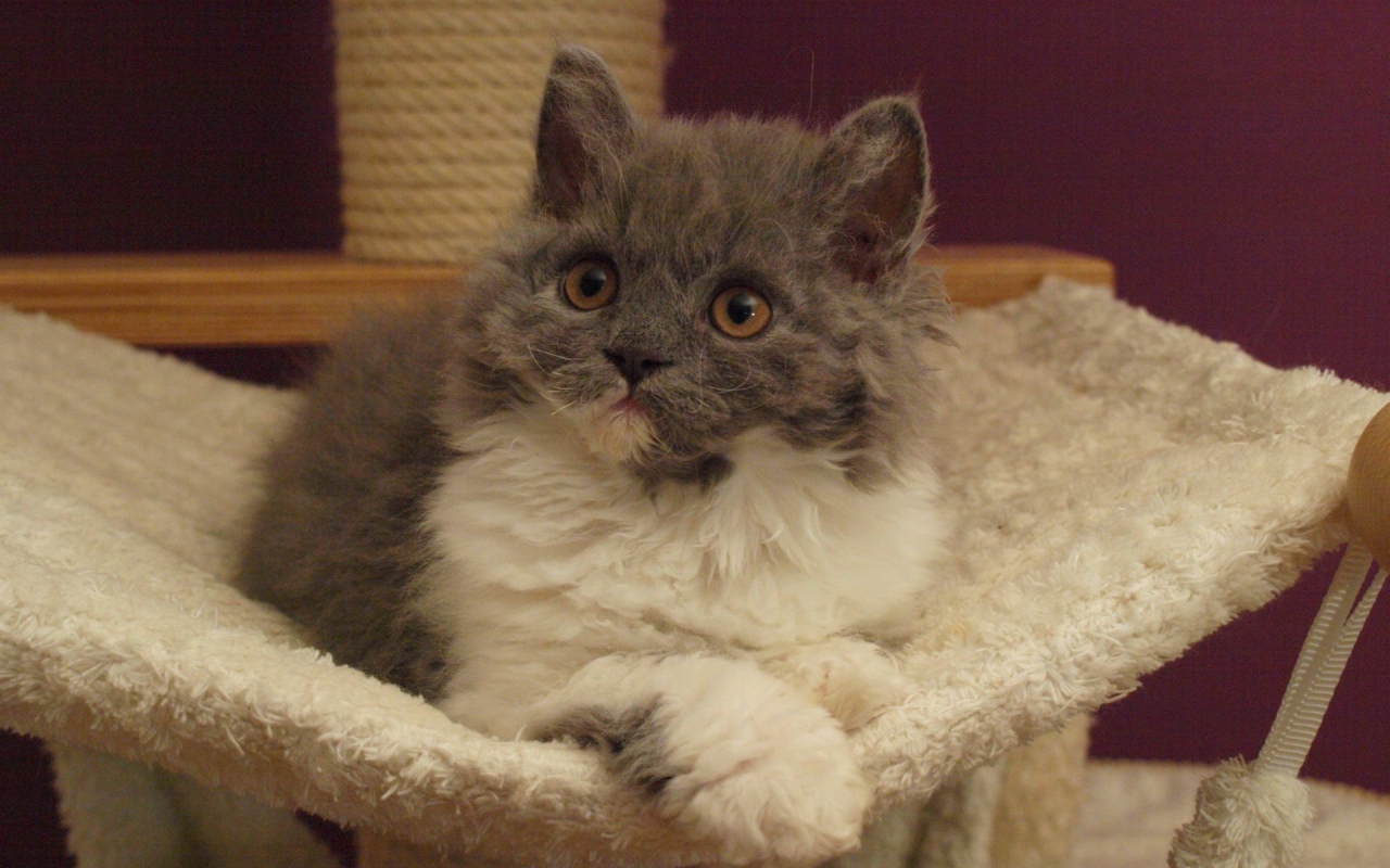 Селкирк рекс в гамаке