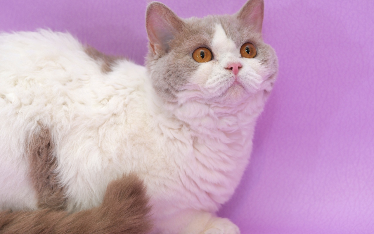 Селкирк рекс на сиреневом фоне