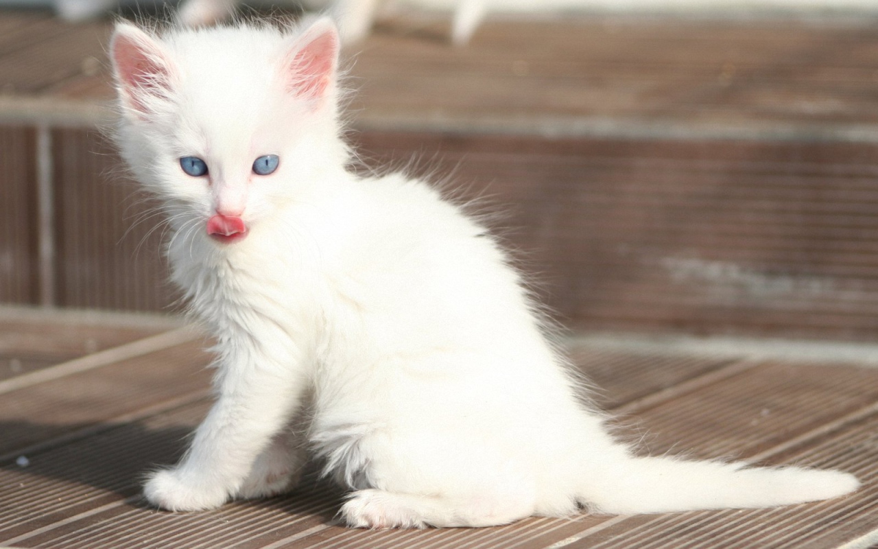 Лохматый котенок турецкая ангора