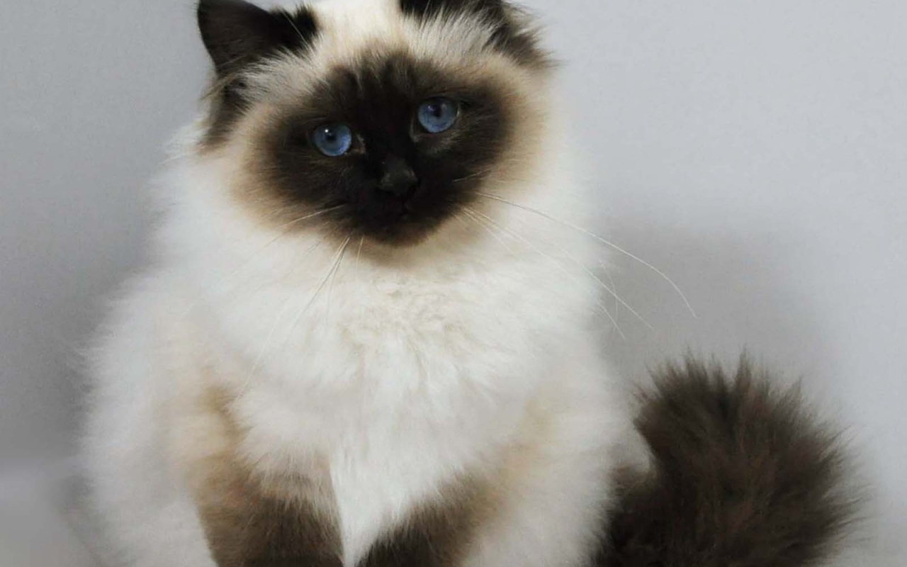 Лохматый котенок гималайской кошки