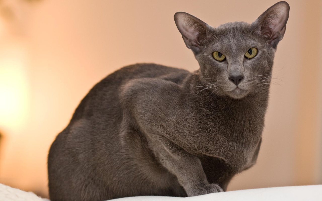 Строгая ориентальная длинношерстная кошка