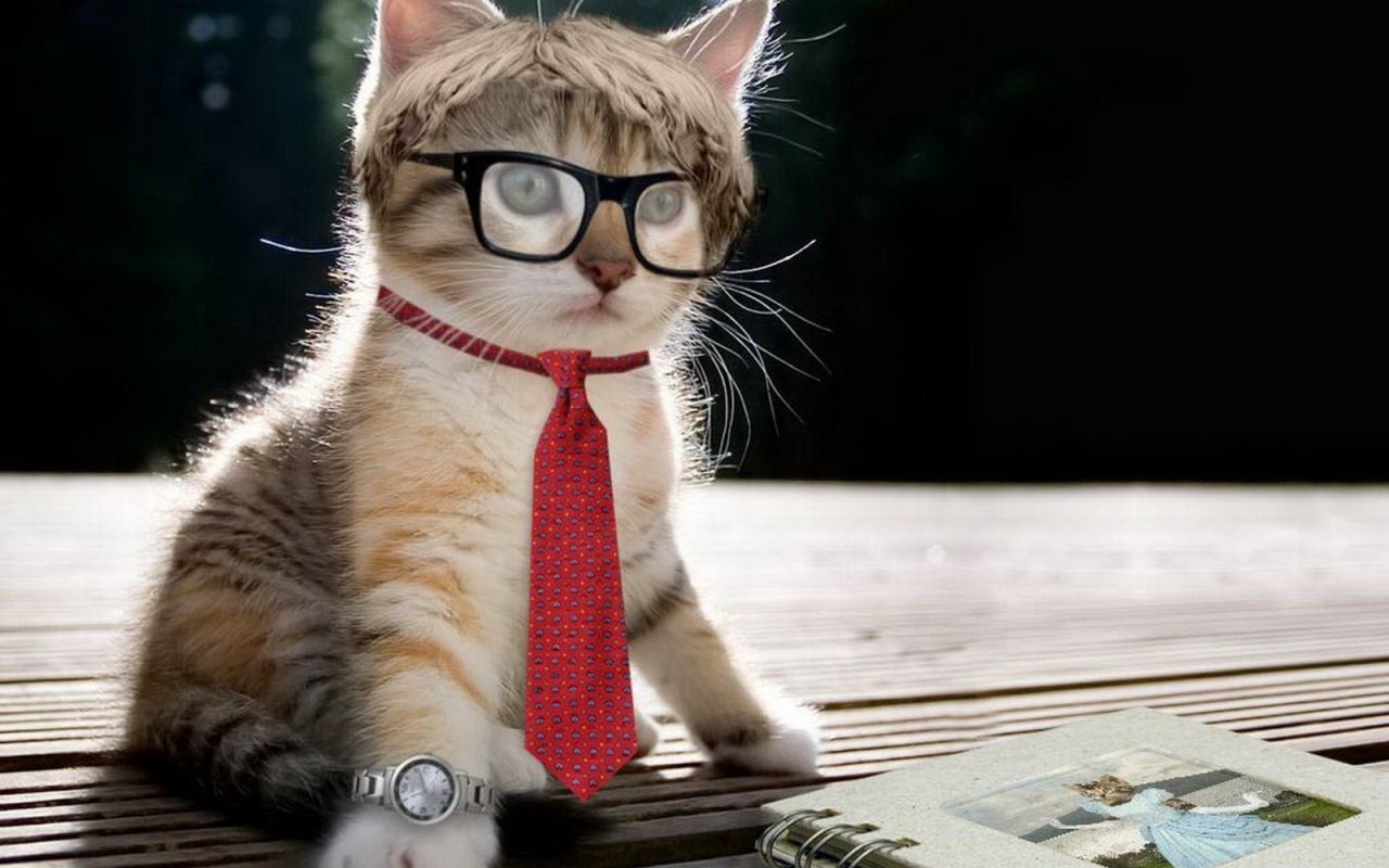 Стильный котенок