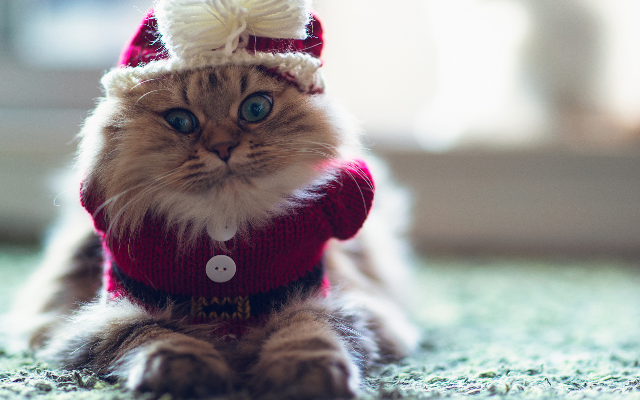 Кот в одежде