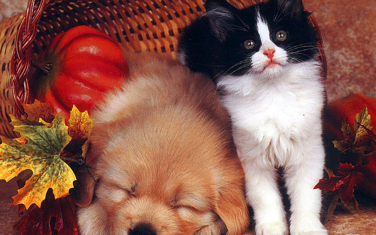 Собака спит а кот охраняет