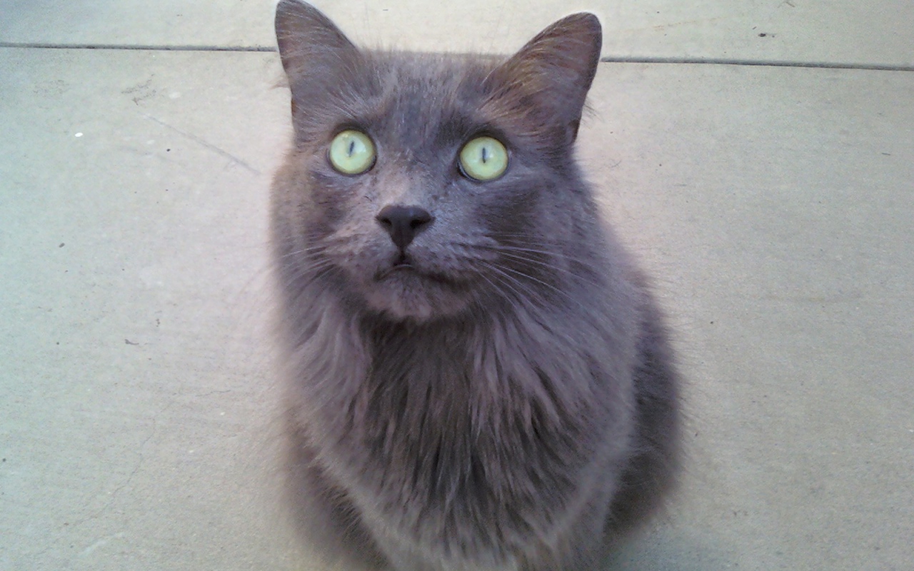 Зеленоглазый кот нибелунг