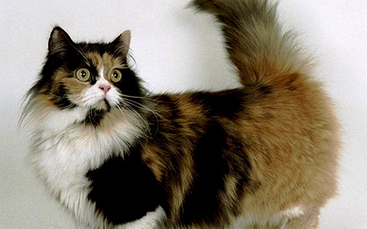 Трехцветная кошка манчкин