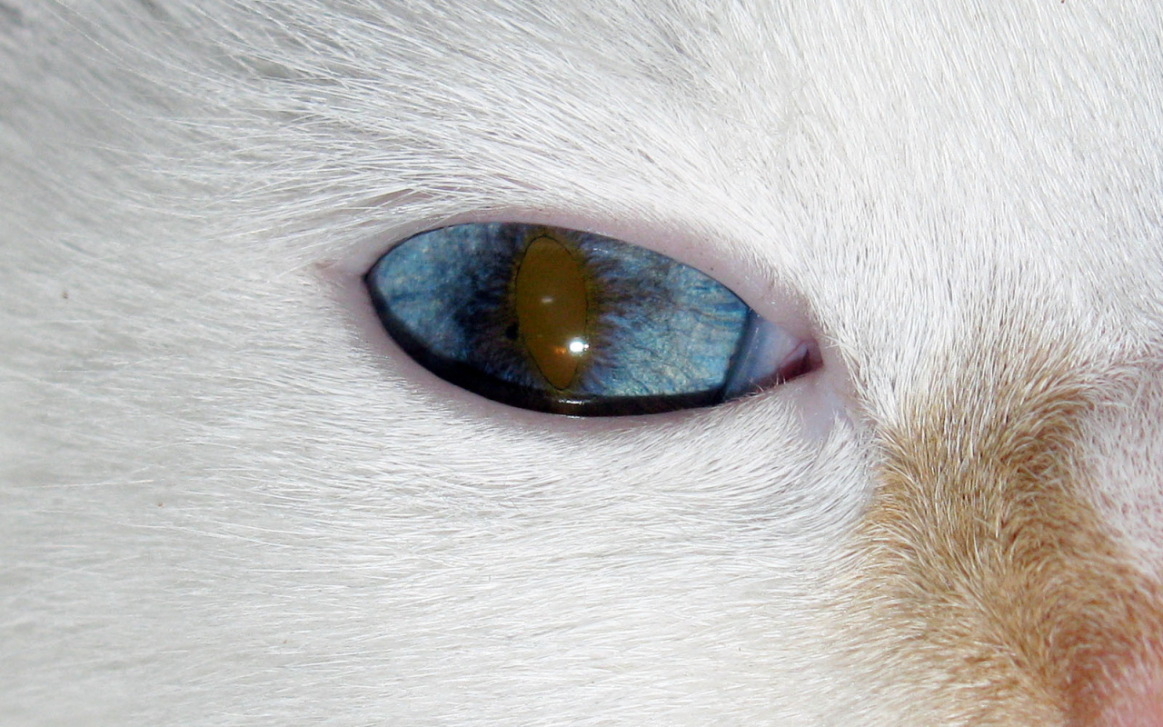 Глаз кота турецкий ван