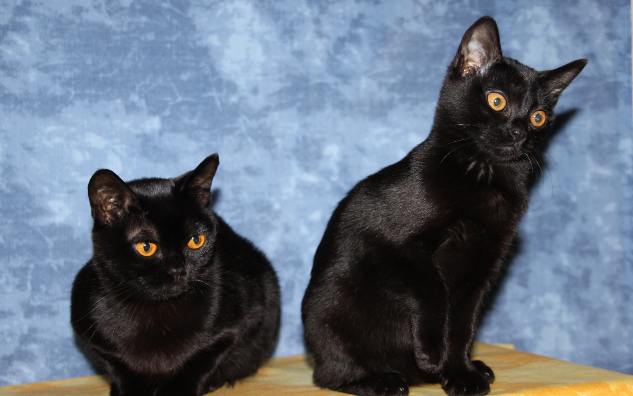 Две бомбейских кошки