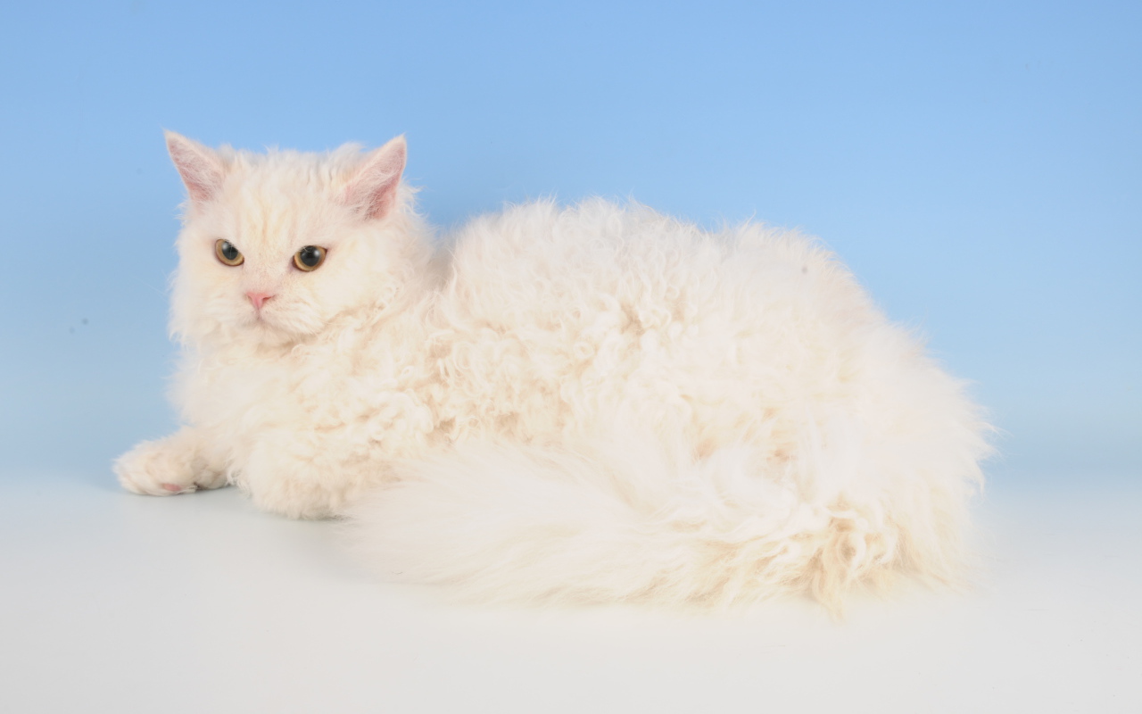 Белый селкирк рекс