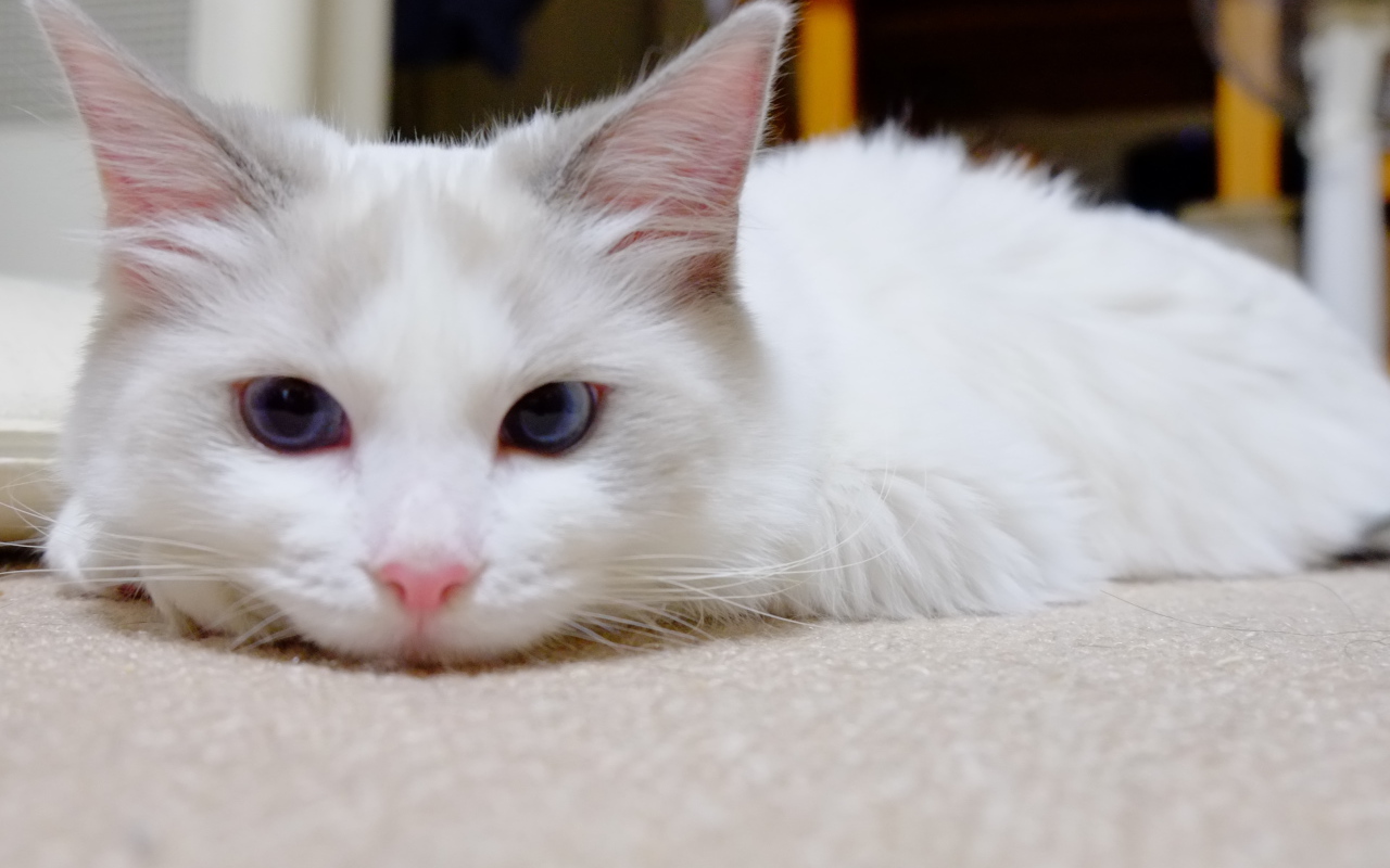 Белый рэгдолл на полу