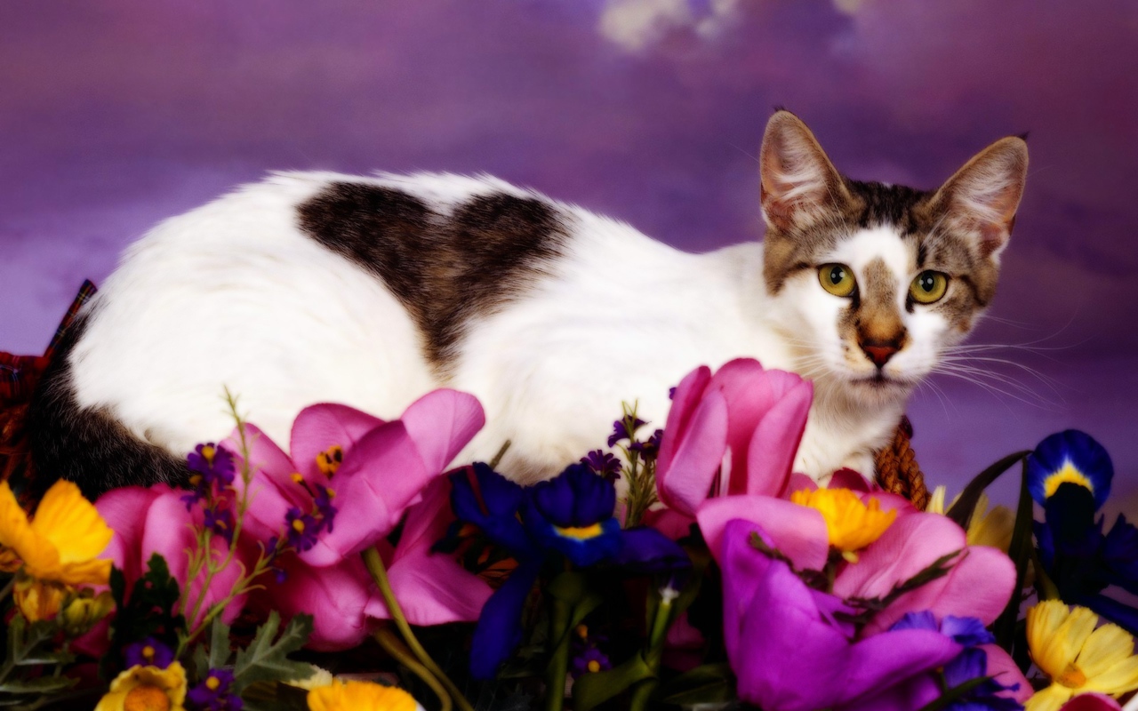 Кошка с сердечком