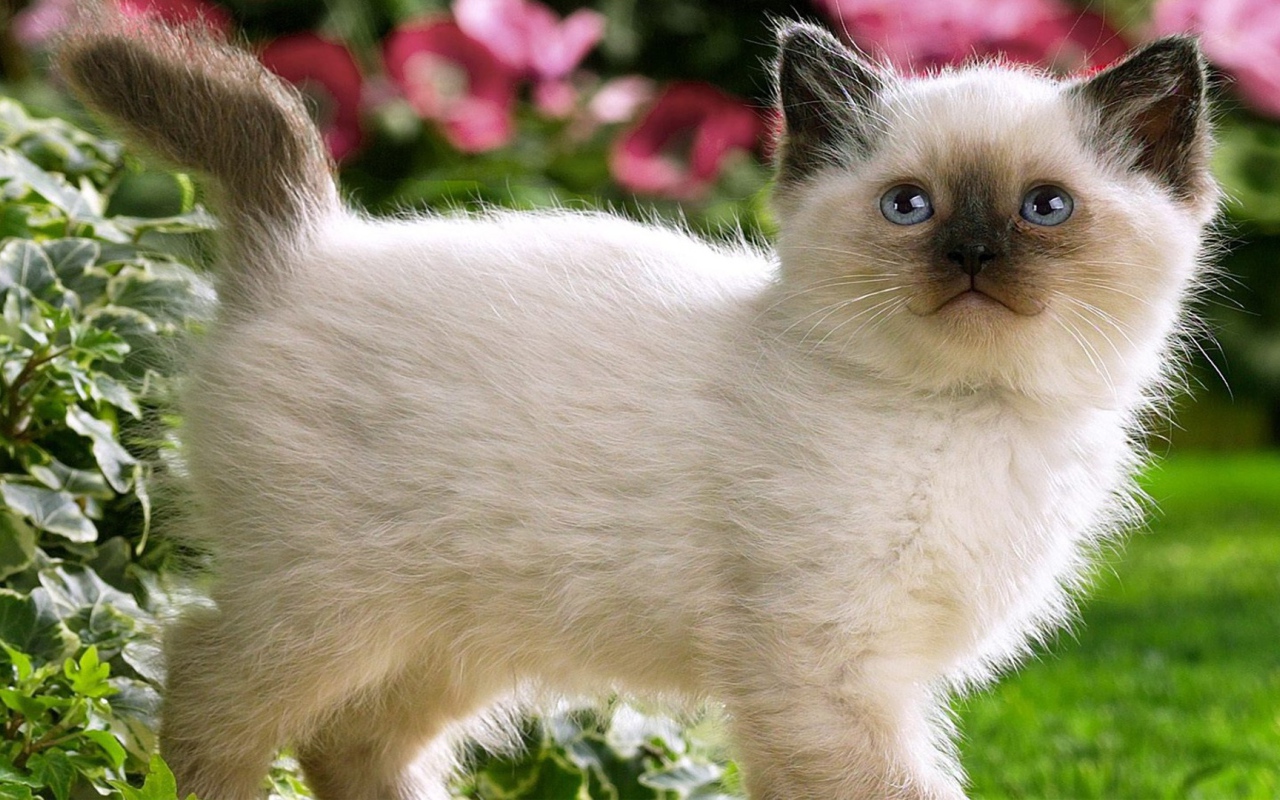 Котенок с черным носом