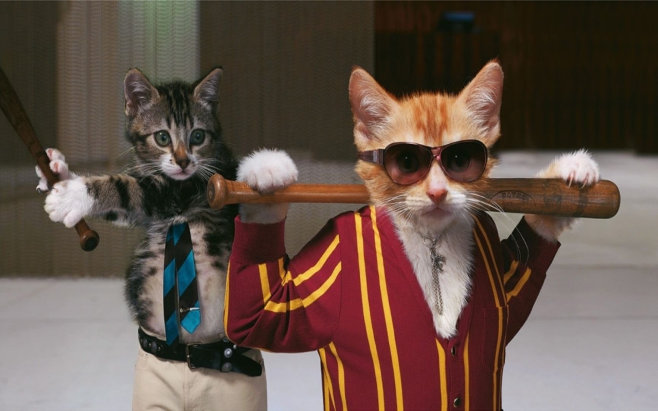 Коты с битами