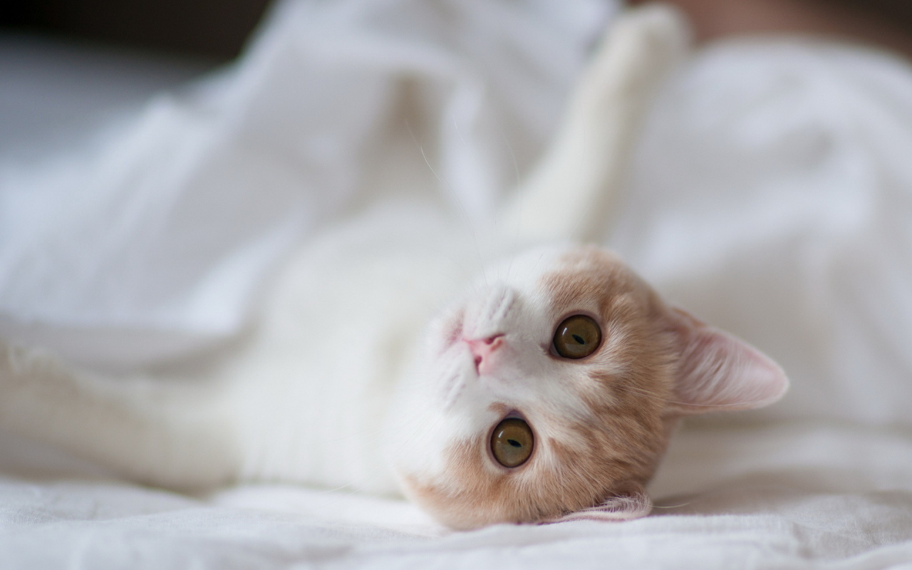 Котенок на белой постели