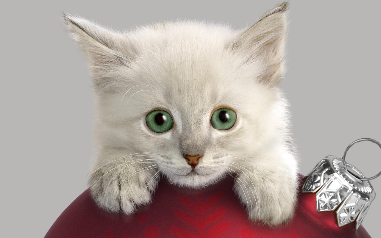 Котенок с Новогодней игрушкой