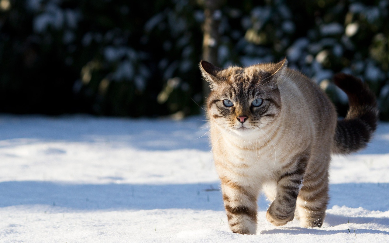 Кот гуляет по снегу