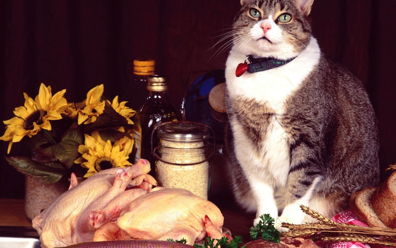 Сегодня праздник у кота