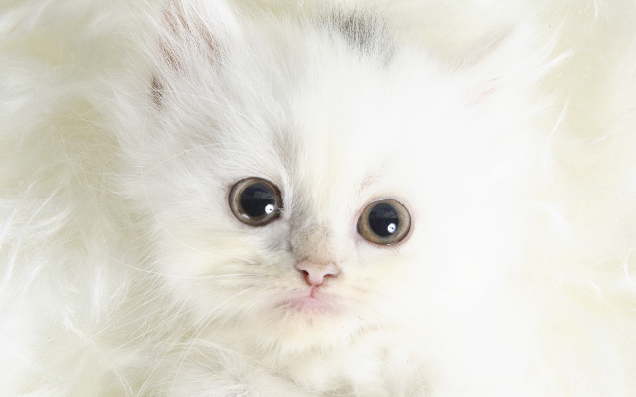 Белый котенок с черными глазами