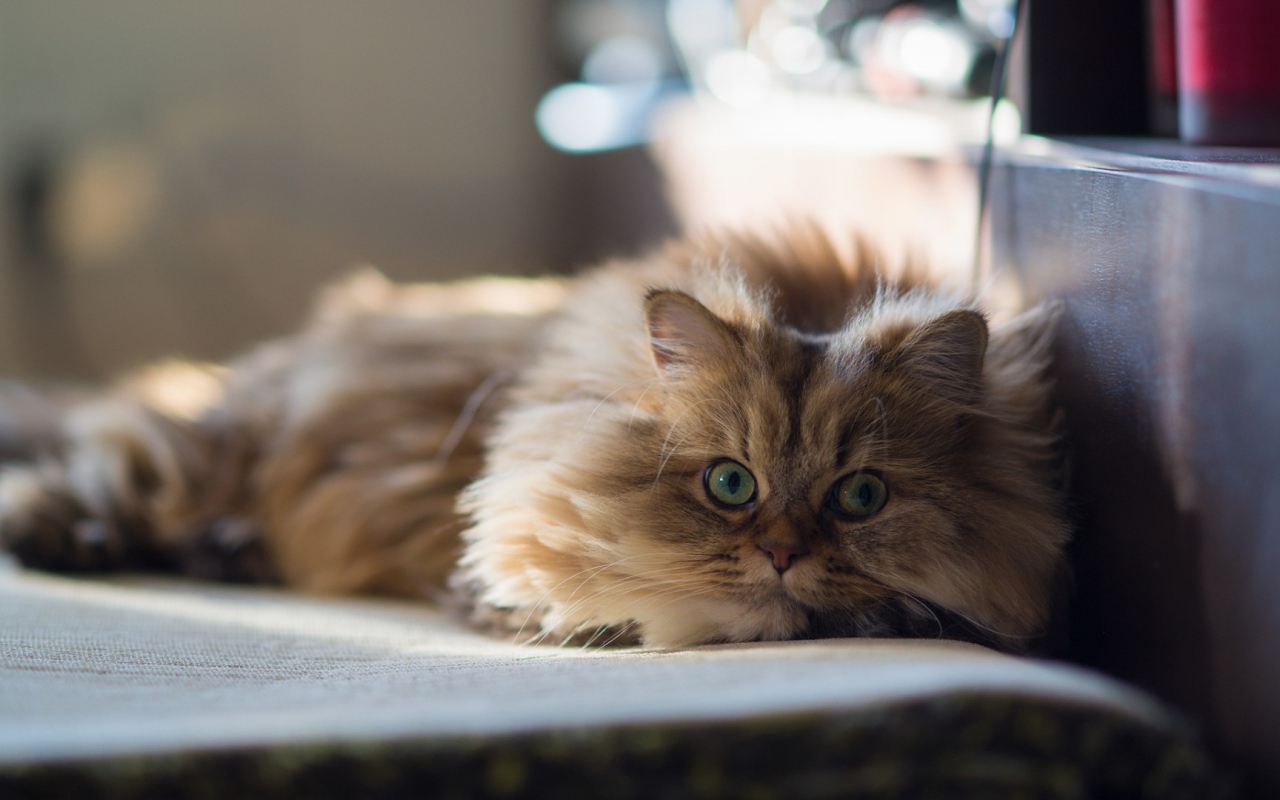 Умный кот на покрывале