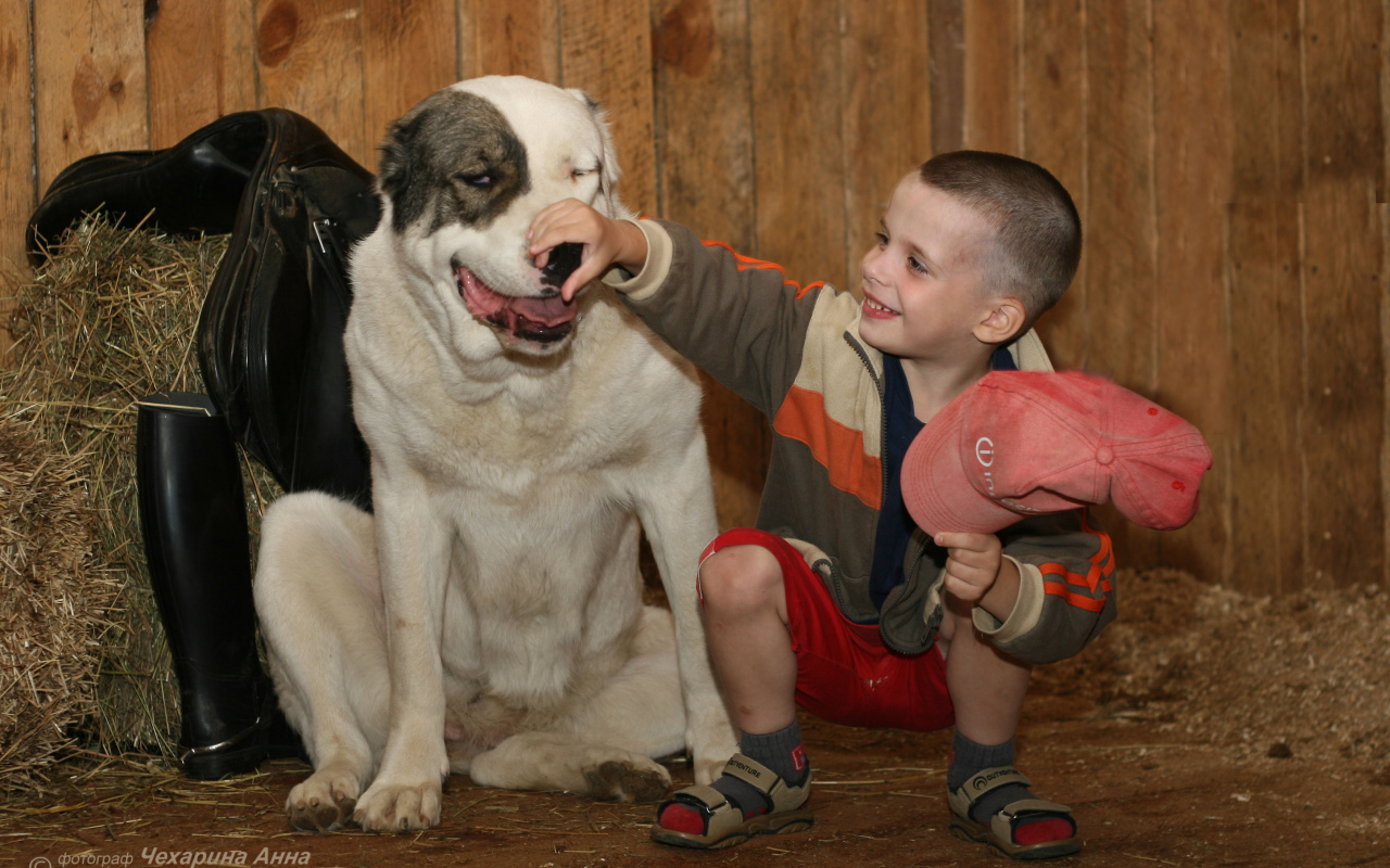 Мальчик держит за нос алабая